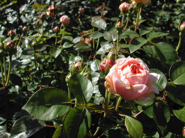 'Tamora (shrub, Austin, 1983)' rose photo