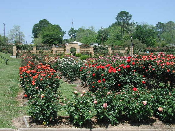 'Tyler Municipal Rose Garden'  photo