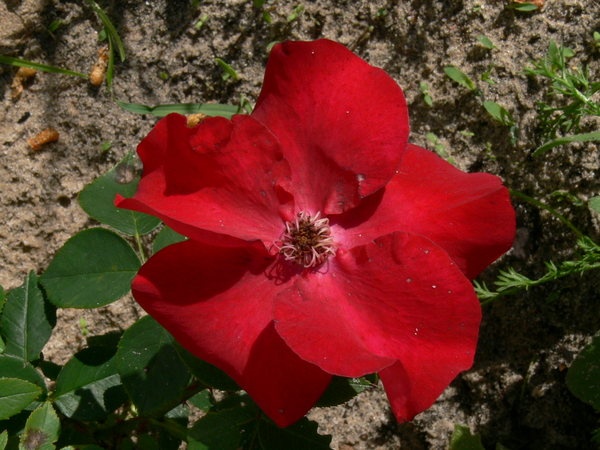 'Crimson Velvet' rose photo