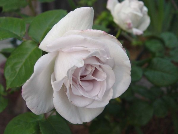 'Janet Carnochan' rose photo