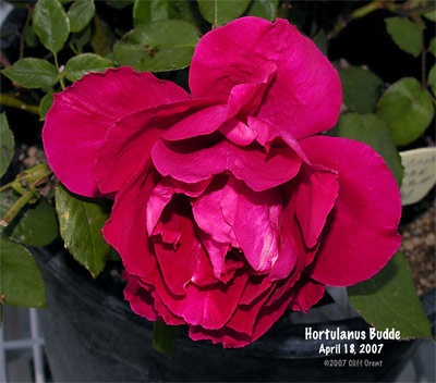 'Hortulanus Budde' rose photo