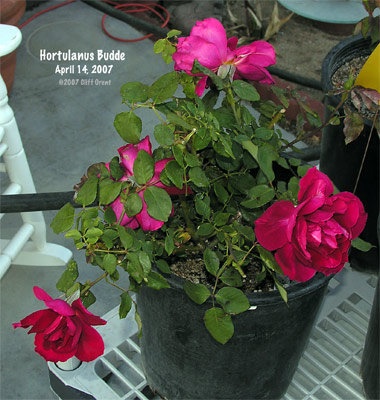 'Hortulanus Budde' rose photo