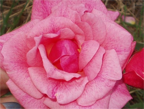 'Sevilliana (shrub, Buck, 1976)' rose photo