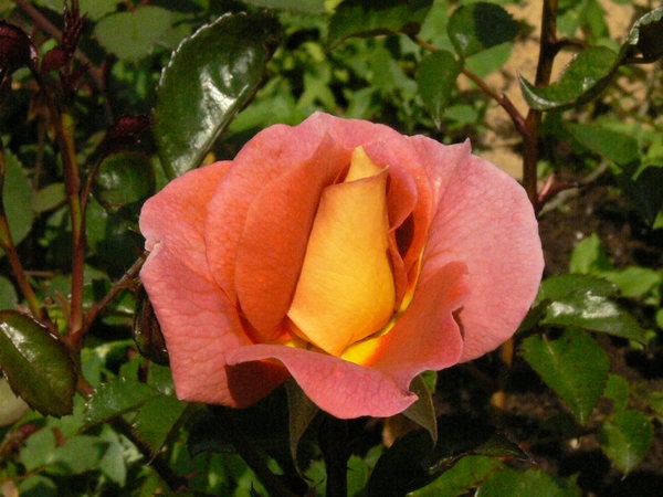 'Iris Webb' rose photo