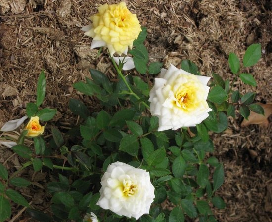 'Center Gold ™' rose photo