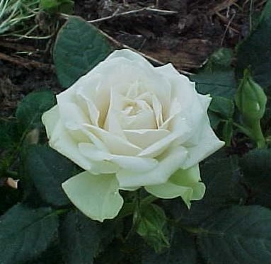 'Vanilla Kordana' rose photo