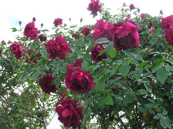 'Restless' rose photo