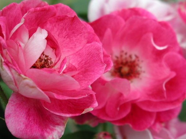'Brilliant Pink Iceberg' rose photo