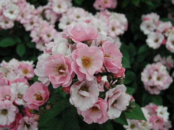 'Flower Girl ™ (shrub, Fryer, 1998)' rose photo