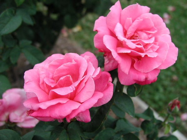 'Perfume Delight' rose photo