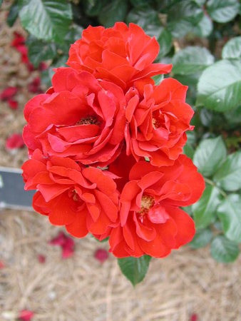 'Salsa™ (floribunda, Zary 2001)' rose photo