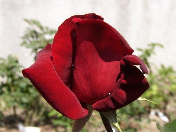'Le Rouge et le Noir' rose photo