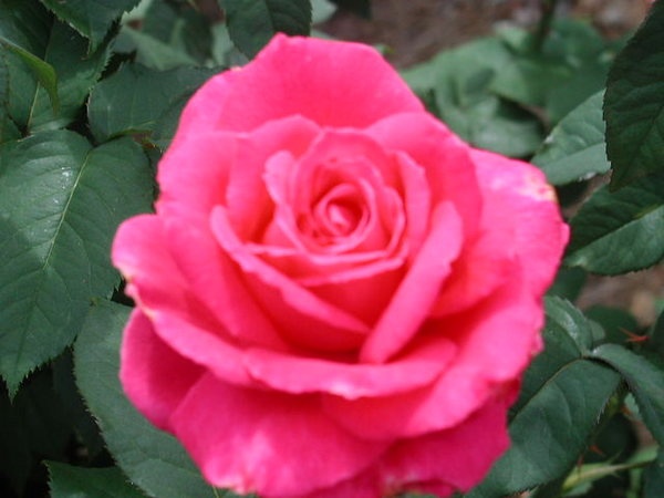 'Cynthia (hybrid tea, Warriner, 1975)' rose photo