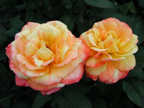 'Tropical Sunset ™ (hybrid tea, McGredy, 1988)' rose photo