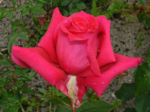 'Fragrant Love ®' rose photo