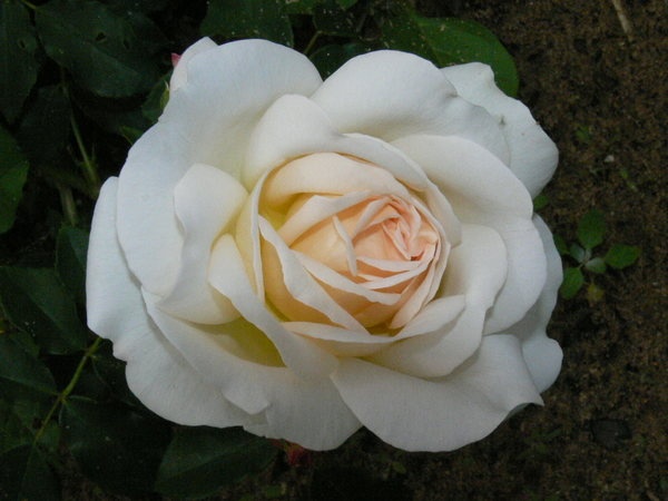 'Kosmos ® Fairy Tale (floribunda, Kordes, 2006)' rose, click to enlarge 'Kosmos ® Fairy Tale (floribunda, Kordes, 2006)' rose photo