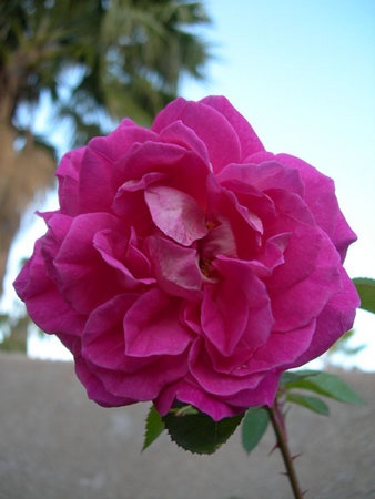 'ALBXGEI' rose photo