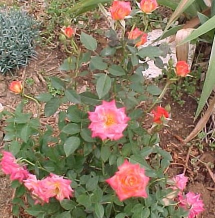 'Hot Tamale' rose photo