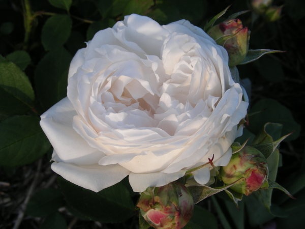 'Winchester Cathedral ®' rose photo