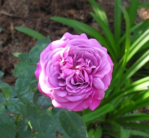 'Blue Fairy' rose photo