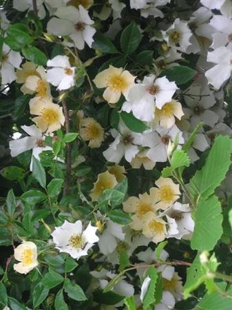 'English Wedding Day' rose photo