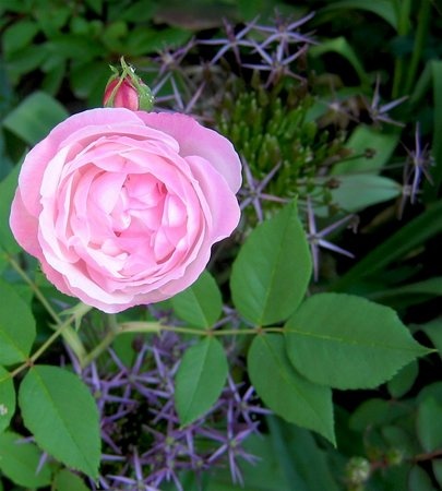 'Madame Pierre Oger (Bourbon, Oger, 1878)' rose photo