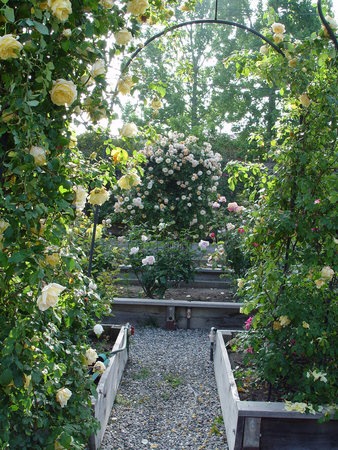 'Natalie Bloxham - Arcola Garden'  photo