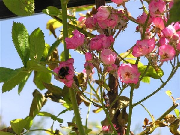 'Queen Alexandra (hybrid multiflora, Veitch, 1901)' rose photo