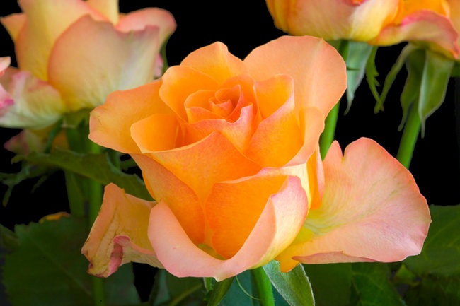 'Pretty Belinda' rose photo