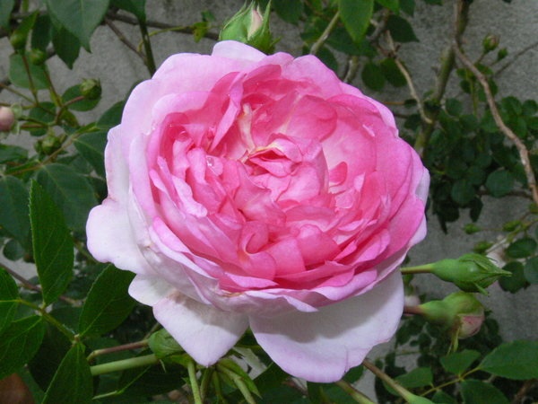 'Jasmina ™ (LCl, Kordes, 1996)' rose photo