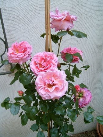 'Orientale' rose photo