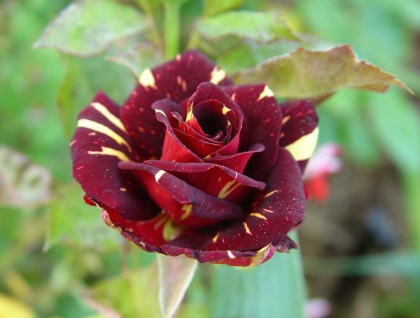 'Abracadabra (floribunda, Kordes, 2001)' rose photo