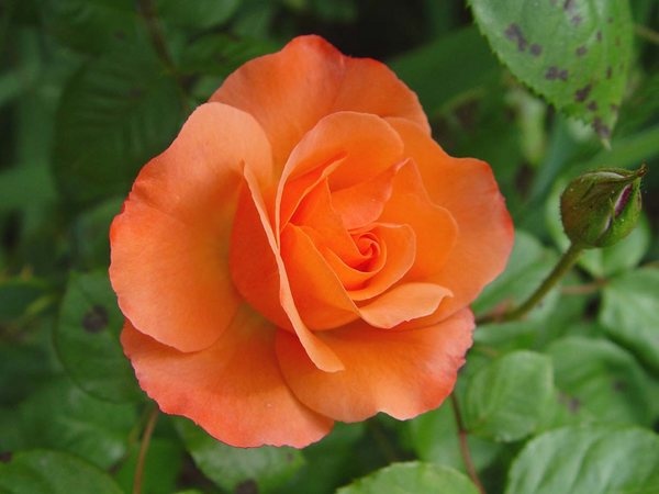 'Cathedral' rose photo