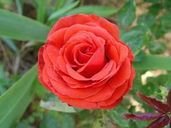 'Cayenne (hybrid tea, Warriner, 1966)' rose photo