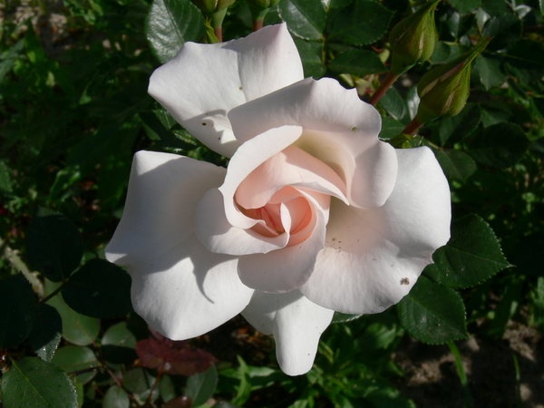 'Vogelpark Walsrode ™ (shrub, Kordes 1988)' rose photo