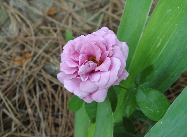 'The Colwyn Rose' rose photo