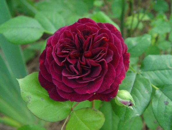 'The Prince ®' rose, click to enlarge 'The Prince ®' rose photo