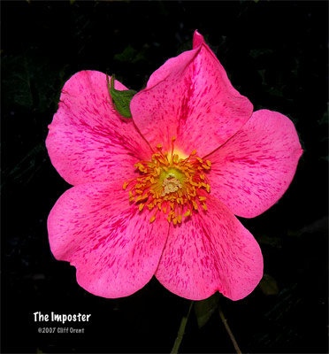 'The Imposter (Shrub, Meilland, 2006)' rose photo