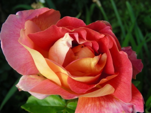 'Condesa de Sástago (hybrid tea, Dot 1930)' rose, click to enlarge 'Condesa de Sástago (hybrid tea, Dot 1930)' rose photo