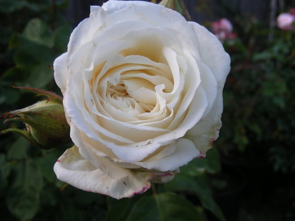 'Ice-girl Panarosa ™' rose photo