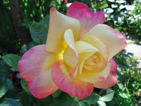 'JACbitou' rose photo