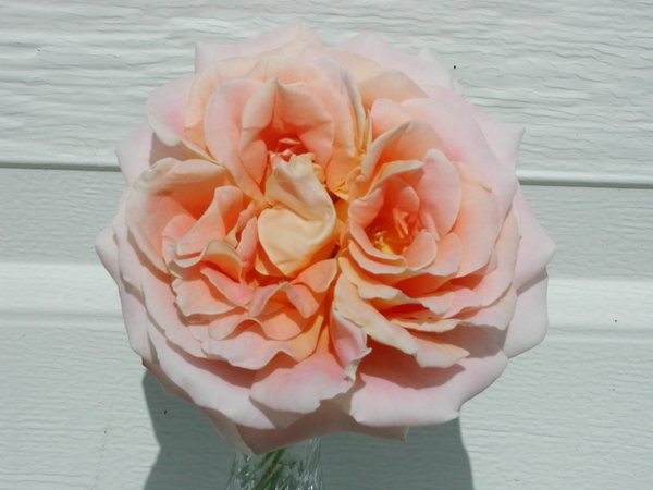 'Alpine Sunset ®' rose photo