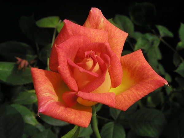 'Ingrid's Hawaiian Magic' rose photo