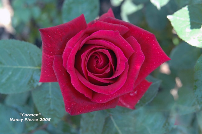 'Carmen (hybrid tea, Delforge 1956)' rose photo