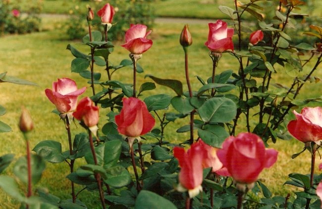 'Don Bosco (hybrid tea, Laperrière, 1989)' rose photo