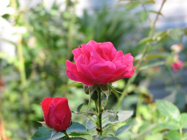'George Vancouver' rose photo