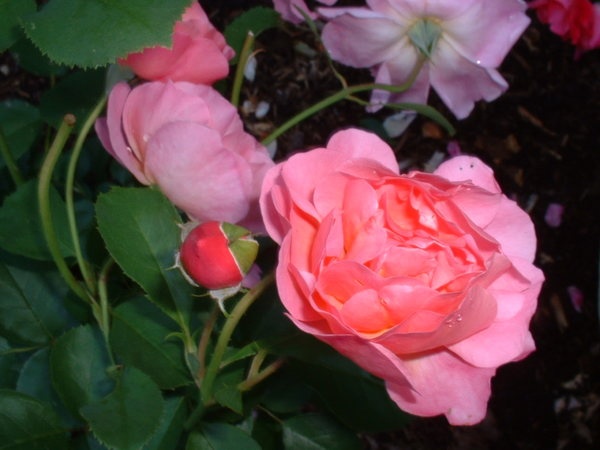 'Lilian Austin' rose photo