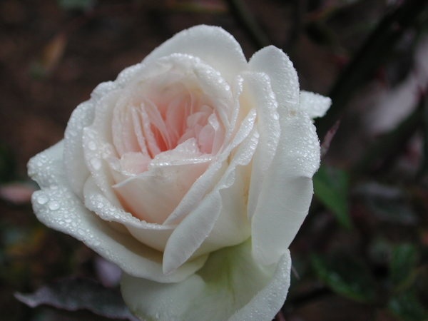 'Devoniensis (Tea, Foster, 1838)' rose, click to enlarge 'Devoniensis (Tea, Foster, 1838)' rose photo
