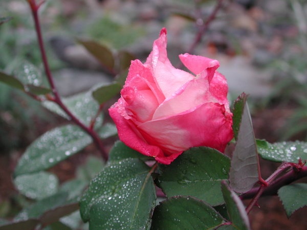 'Niles Cochet' rose photo
