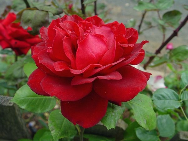 'Monumental' rose, click to enlarge 'Monumental' rose photo